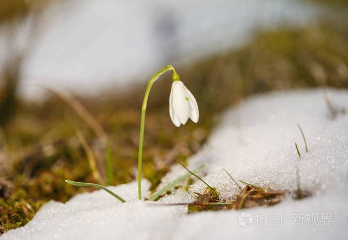 美丽的雪莲花花间雪