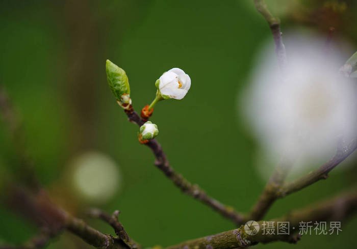 树枝上的小花樱桃开花