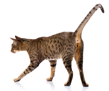 屁股猫 Ocicat