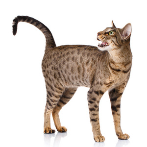 ocicat 雄性猫