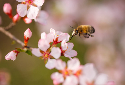 准备蜜蜂授粉花樱桃开花