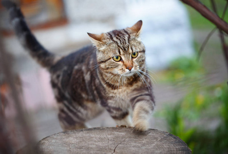 棕色的条纹可爱小猫在草地上行走