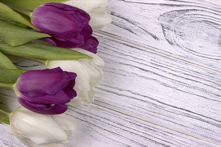 白色的木制背景上的紫色和白色的郁金香。女人的一天。3 月 8 日