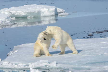在冰上玩在一起的两个北极熊幼仔