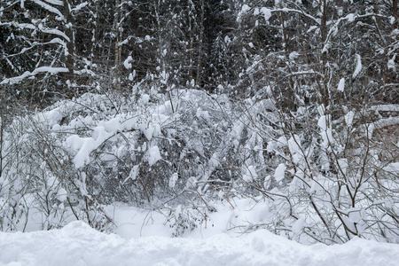 森林中的灌木播种的第一个雪