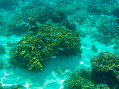 海底景观与珊瑚礁和蓝色珊瑚鱼。热带海洋泻湖与海洋动物