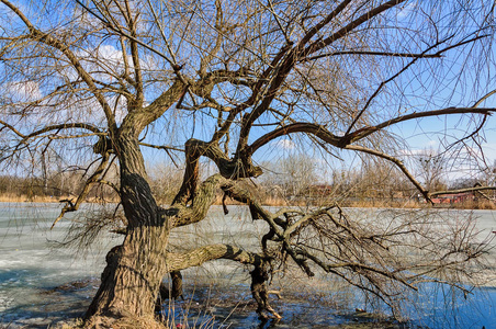 老树挂在冬天的河上