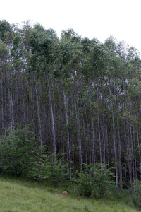 巴西农村工业用种植园