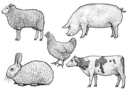 农场动物插图 绘画 雕刻 油墨 艺术线条 矢量