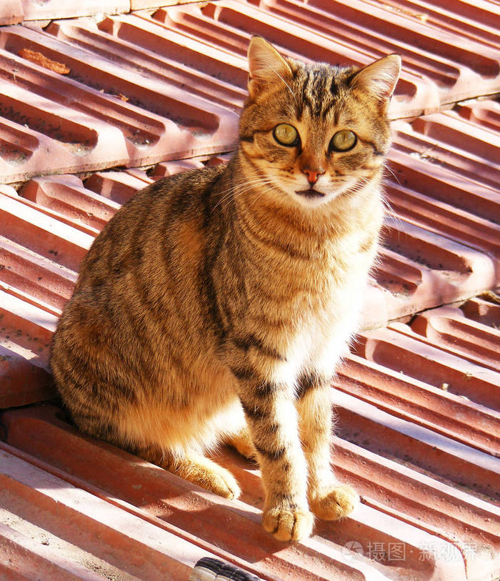 猫的照片猫的眼睛最美丽的猫眼照片可爱的猫无辜的看宠物