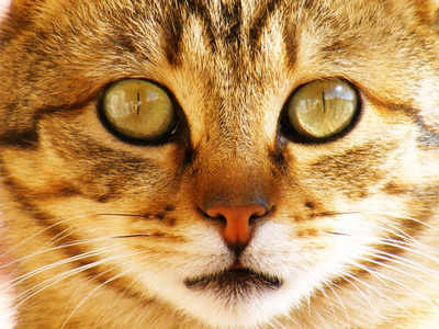 无辜的眼睛猫的照片, 猫的眼睛, 最美丽的猫眼照片, 可爱的猫, 无辜的