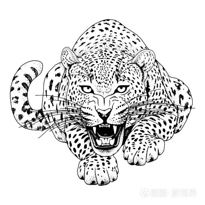 豹子纹身线条图片