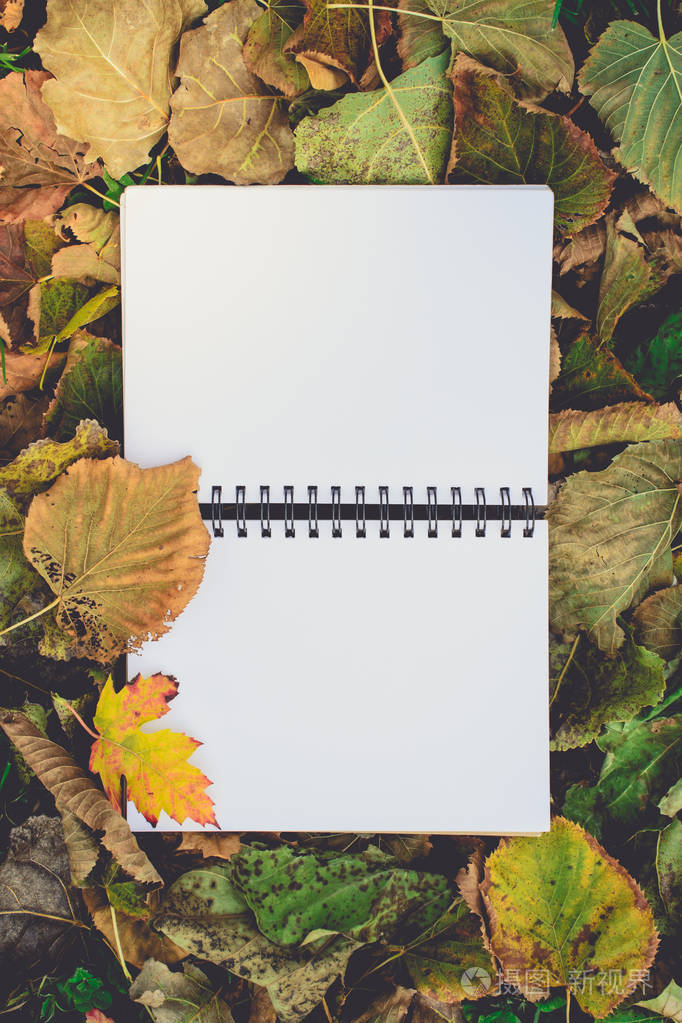 打开空白的书上干树叶在秋天.阅读, 怀旧, 教育和回学校概念