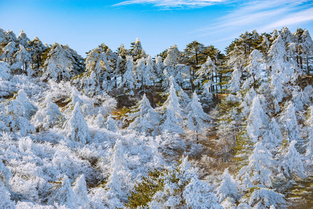 树木下的雪在黄山国家公园