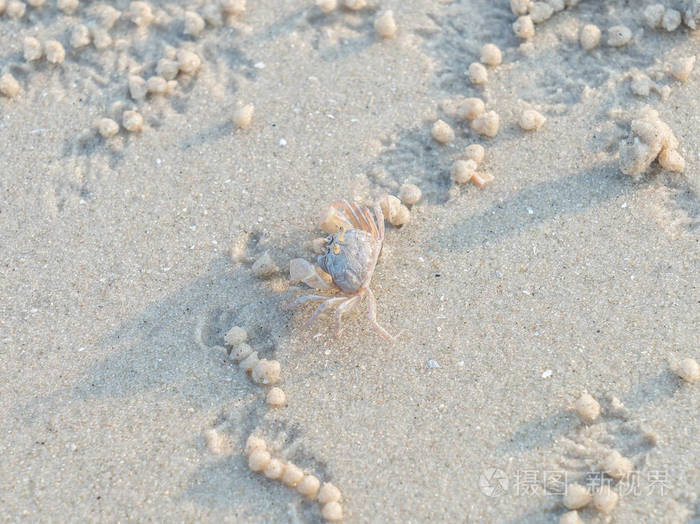 斯氏沙蟹在沙滩上
