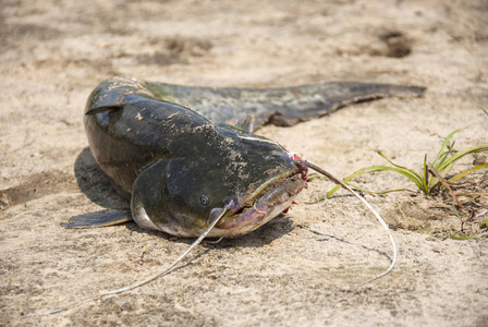 夏天在沙滩上抓到鱼照片