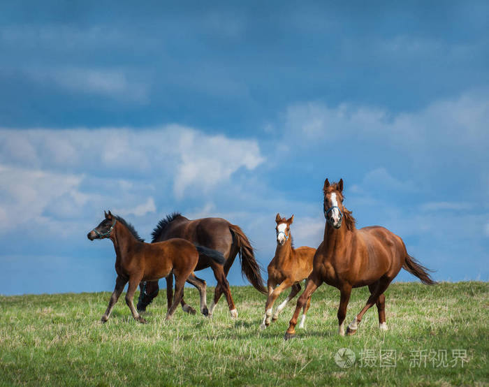群马走在字段中两匹母马与马驹在牧场上