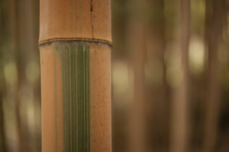 竹林秸秆的细节