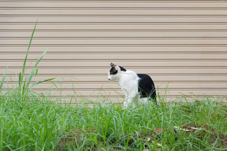 猫坐在草地上