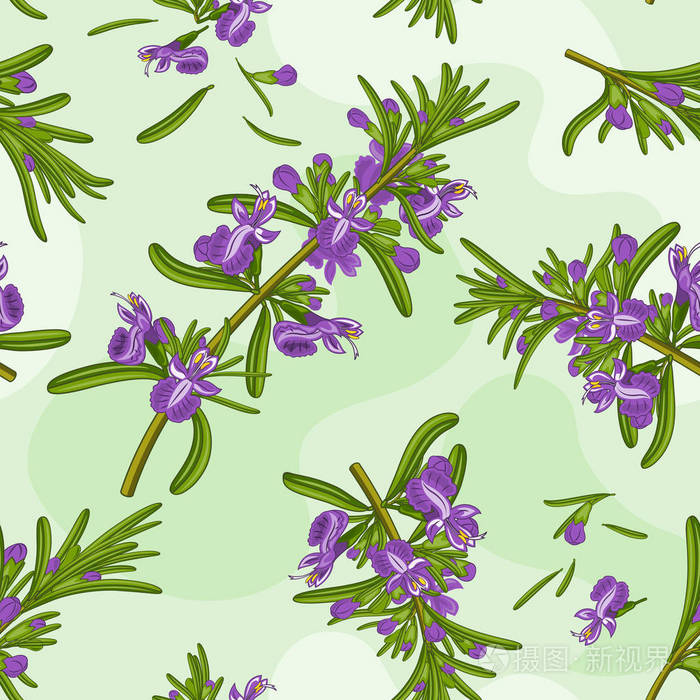 迷迭香的花无缝纹理