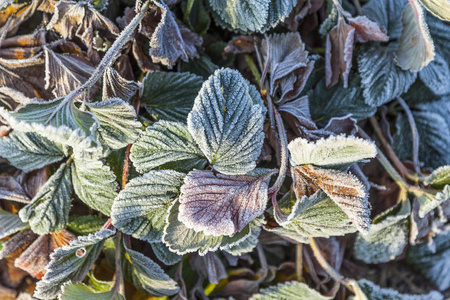 冷冻草莓植物在冬天