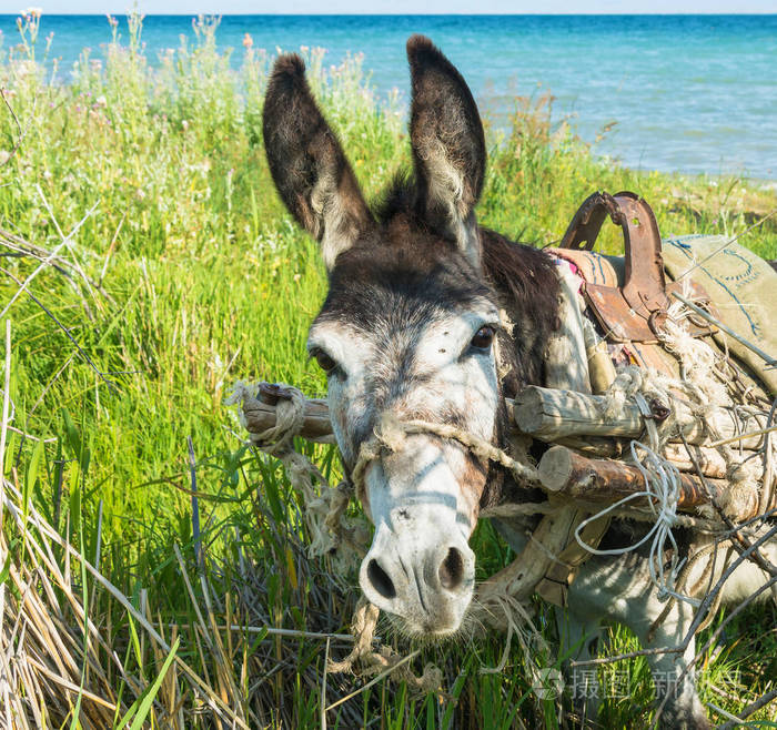 伊塞克湖岸上的小驴