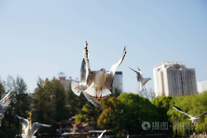 白鸟拍打它的翅膀在空中飞舞