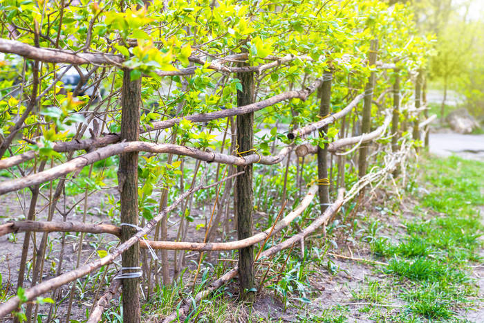 从新鲜绿色植物农村篱笆