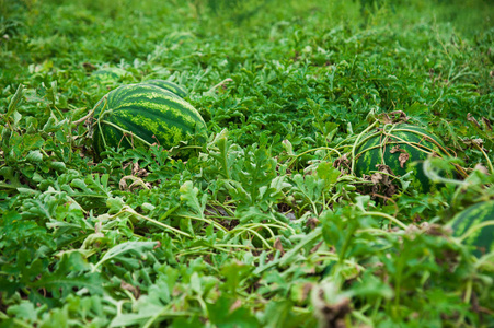 西瓜田图片