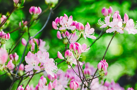 公园灌木丛上的春天粉红色的花和阳光。