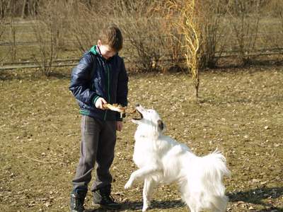 男孩训练他的狗