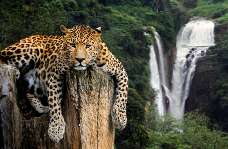 豹在瀑布背景图片