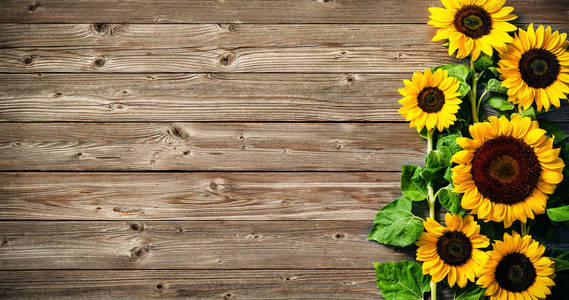 在木板上的向日葵
