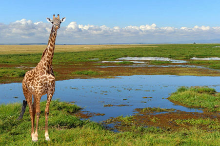 关闭长颈鹿在肯尼亚国家公园