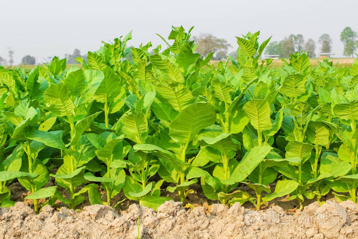 种植的烟草种植园中.它的叶子商业性种植要加工成各种烟草行业