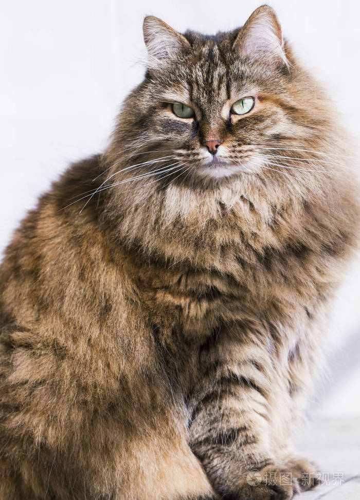 长毛猫棕色皮毛的西伯利亚