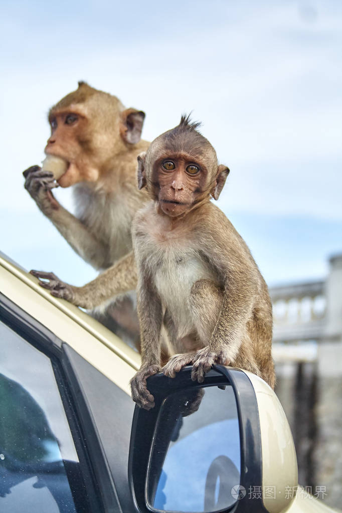 在车上的猴子正在吃泰国