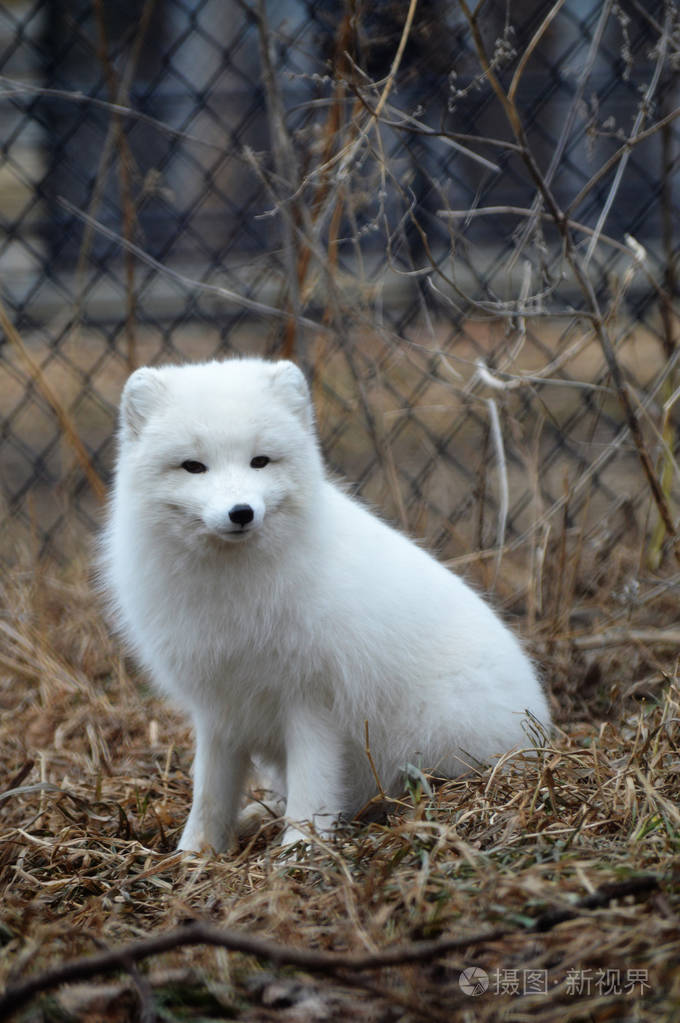 北极狐狸