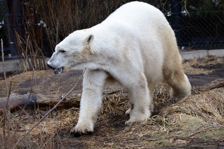一只北极熊
