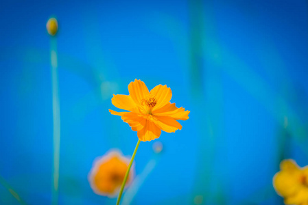 波斯菊花海盛开图片