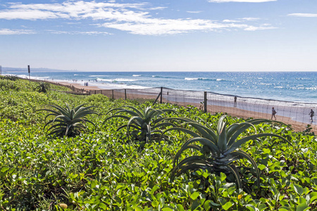 海滩海洋蓝天的植被和芦荟植物