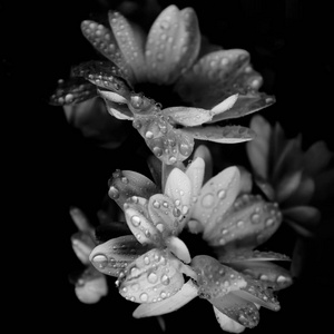 在黑色和白色的雏菊