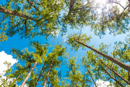 美丽的绿色松树与蓝天背景