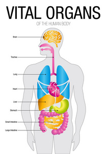 重要器官具有零件名称的图表。尺寸 21 厘米  30 厘米矢量图像