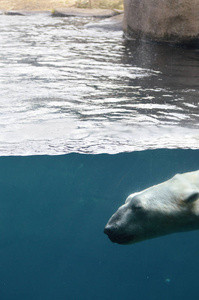 一只北极熊在水中游泳