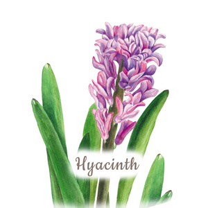 植物的水彩插图的白色背景上的风信子。可用于 web 设计，印刷业或纺织花