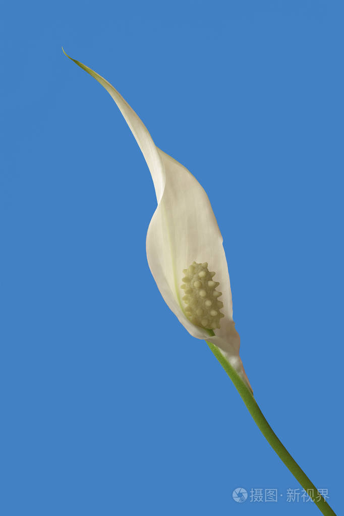 和平百合之花
