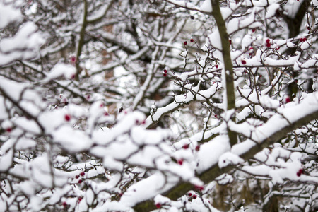 在雪地里的野玫瑰的分支