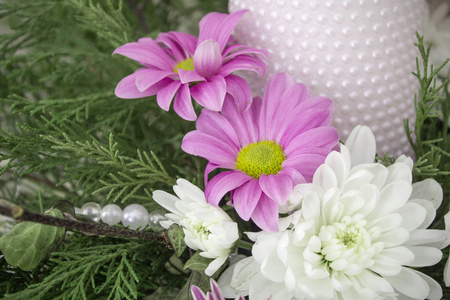 白色和粉红色的菊花
