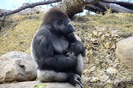 坐在一块岩石上的大猩猩